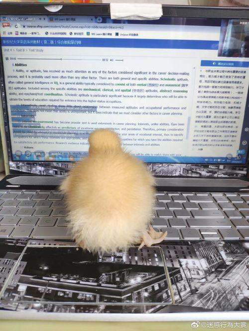 2022娱乐圈吃瓜乱象,揭秘吃瓜乱象背后的真相与反思